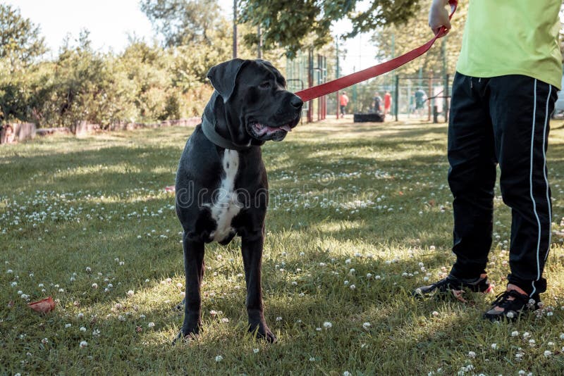 Big Young Cane Corso Walking in the Grass with Owner Stock Photo