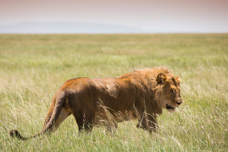 Big young lion walking on african savannah in serengeti. Big young lion walking on african savannah in serengeti