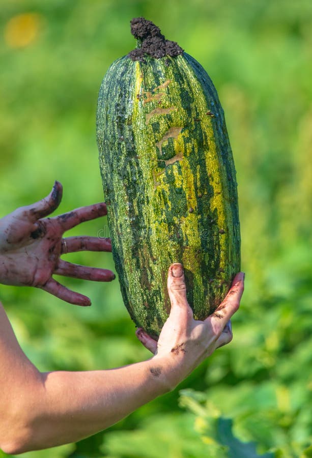 Big Zucchini in the Hands of the Garden Stock Photo Image of outside