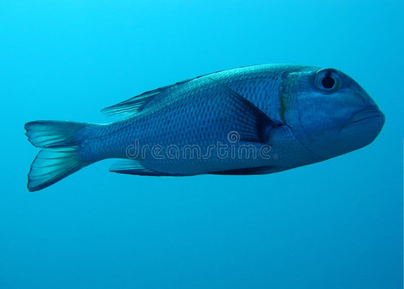 Bigeye emporer