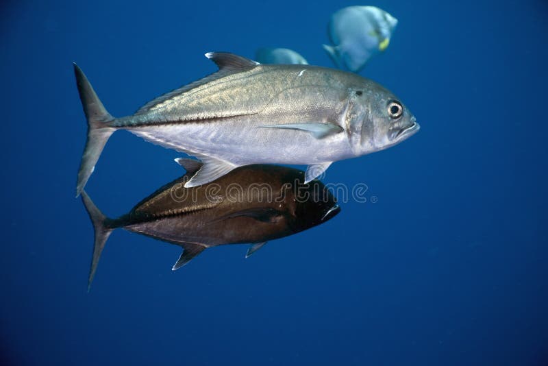 Bigeye trevally ( caranx sexfasciatus)