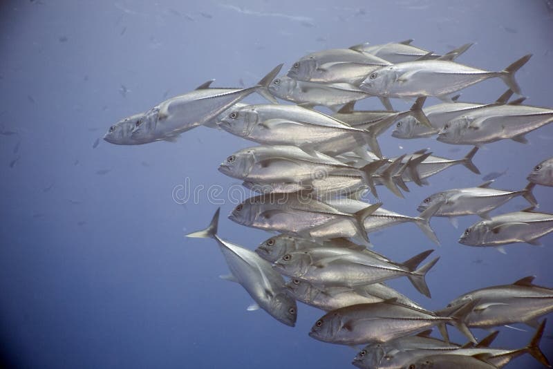 Bigeye trevally (caranx sexfasciatus)