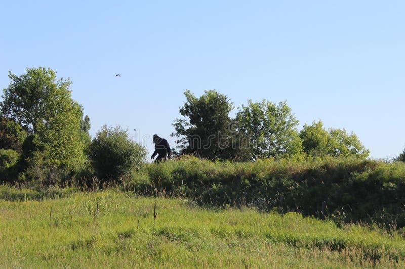 Sasquatch running through tall grass and into a wooded area on a summer day. Sasquatch running through tall grass and into a wooded area on a summer day.