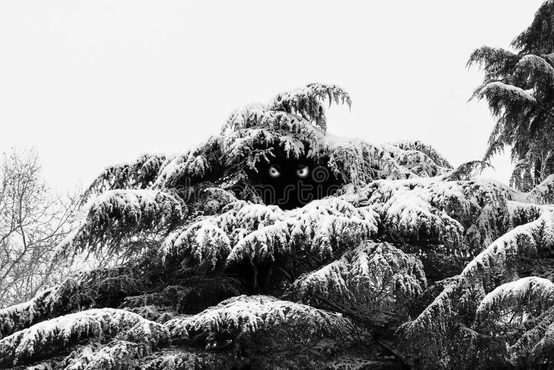 Conifer trees under snow in winter season. Conifer trees under snow in winter season