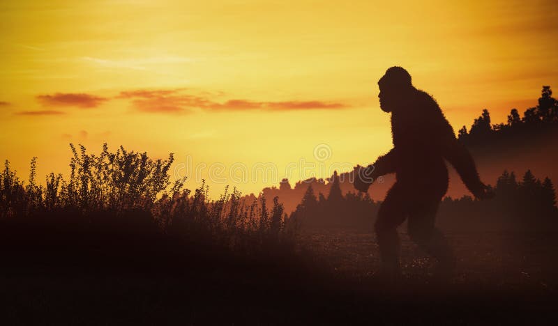 Bigfoot at sunset, really exists. Bigfoot walks in the woods at sunset .. it really exists royalty free stock photo