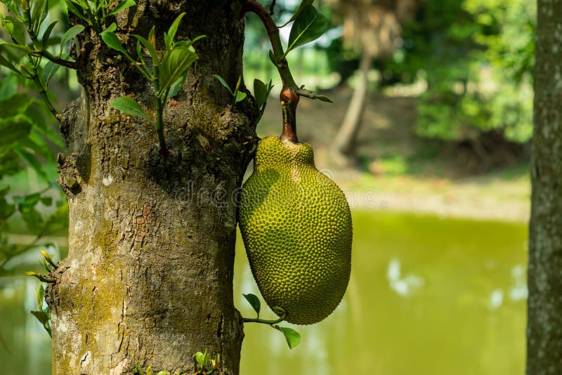 Biggest fruit grown on a tree