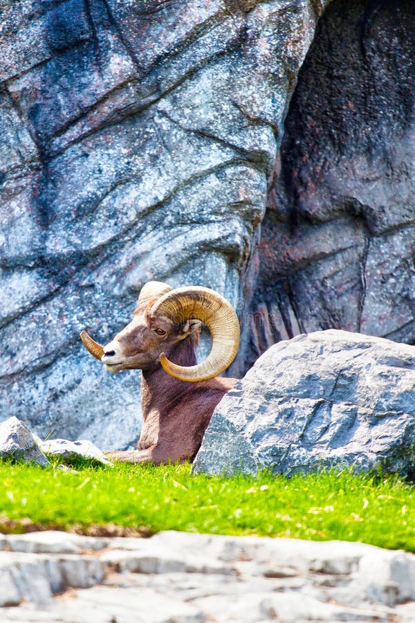 Bighorn cakle Odpoczywa w Skalistych górach zdjęcia royalty free Bighorn cakle Odpoczywa w Skalistych górach zdjęcia royalty free