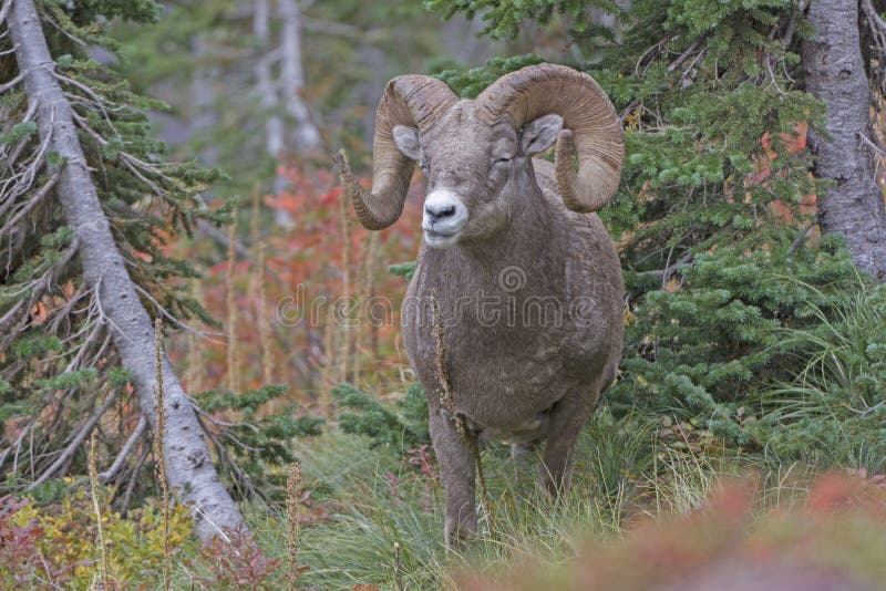 Bighorn cakle Żuć swój jedzenie w górach zdjęcia stock Bighorn cakle Żuć swój jedzenie w górach zdjęcia stock
