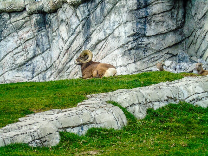 Bighorn cakli Ovis canadensis relaksuje, Jaspisowy park narodowy, fotografia royalty free Bighorn cakli Ovis canadensis relaksuje, Jaspisowy park narodowy, fotografia royalty free