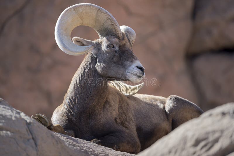 Bighorn får royaltyfria foton Bighorn får royaltyfria foton