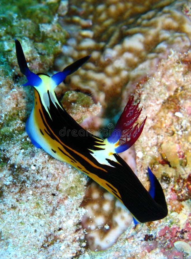 Bighorn nembrotha nudibranch