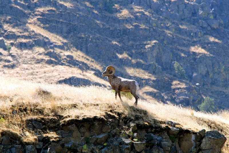 Bighorn Ram