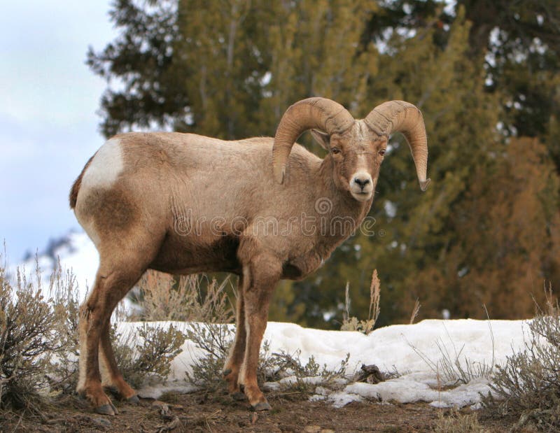 Bighorn ram