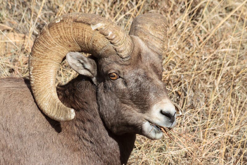 Bighorn Ram - Colorado Rocky Mountain Bighorn Sheep Stock Photo - Image of  difficult, bright: 102703940