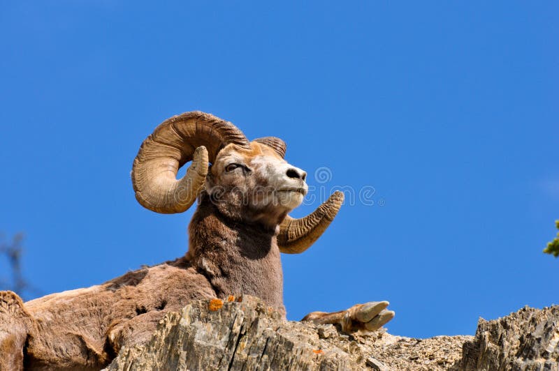 Bighorn ram at rest