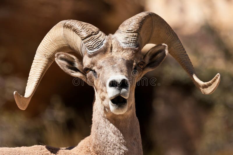 Bighorn Ram Sheep