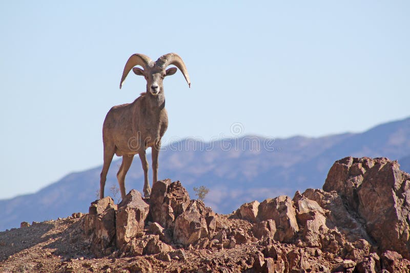 Bighorn Sheep