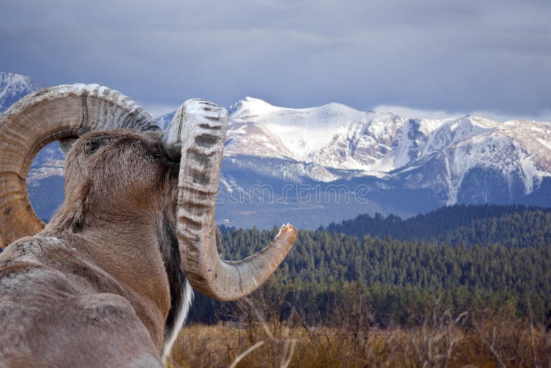 Elk Horns Pile National Bison Range Charlo Montana Stock Photo - Image of  wildlife, park: 7530678