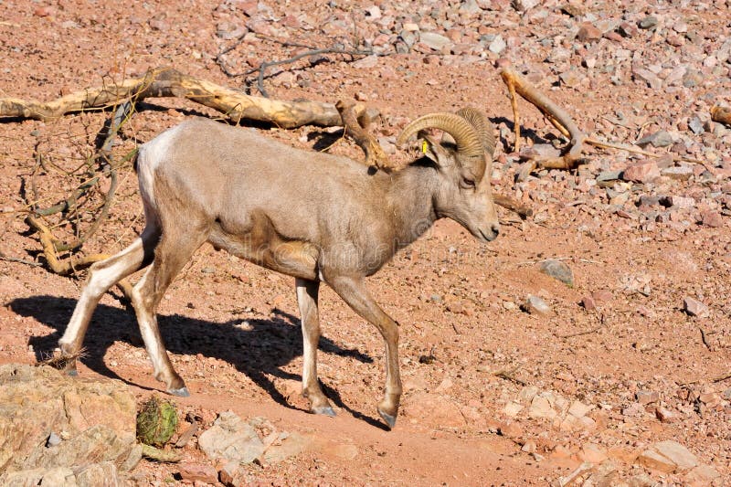 Bighorn sheep in desert