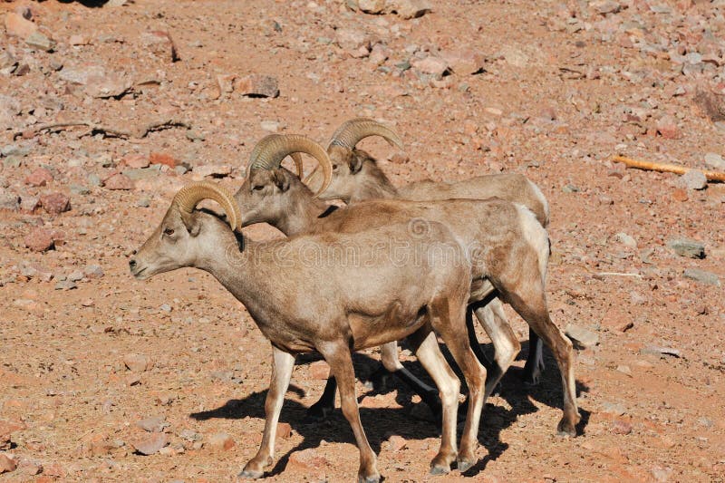 Bighorn sheep in desert