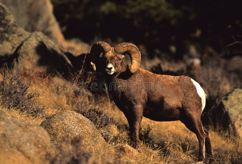 Bighorn Sheep Full Curl Ram royalty free stock photography
