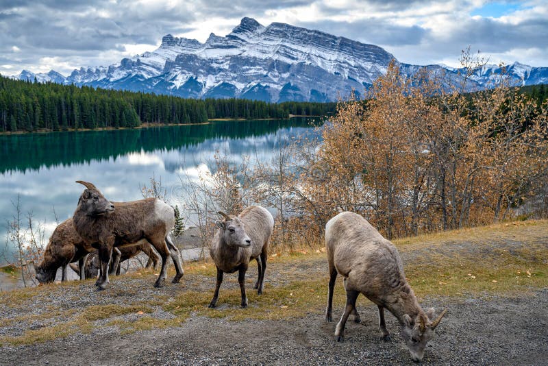 Bighorn sheep Ovis canadensis, Banff National Park, Alberta, Canada