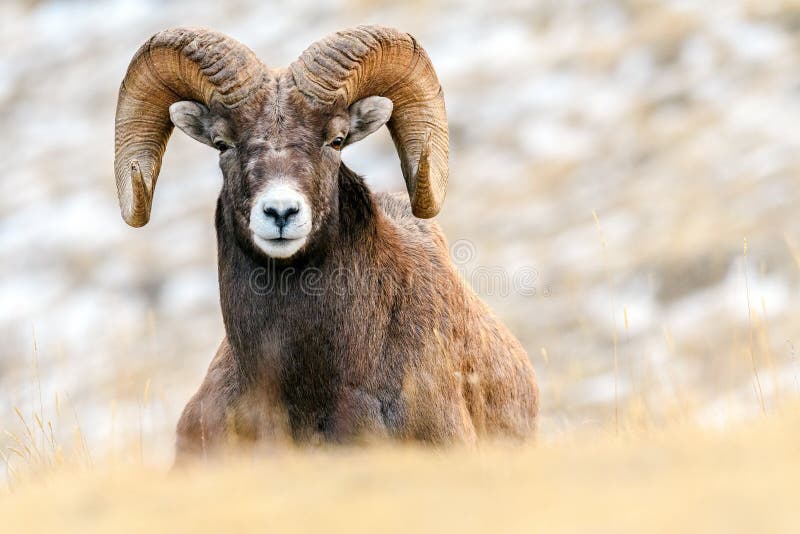 Bighorn sheep Ovis canadensis, Jasper National Park, Alberta