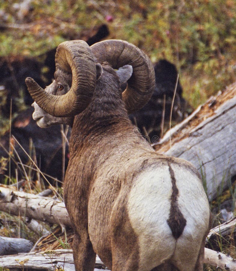 Rocky Mountain Bighorn Sheep Ram Stock Photo - Image of europe, montana: 131343236 Rocky Mountain Bighorn Sheep Ram Stock Photo - Image of europe, montana: 131343236