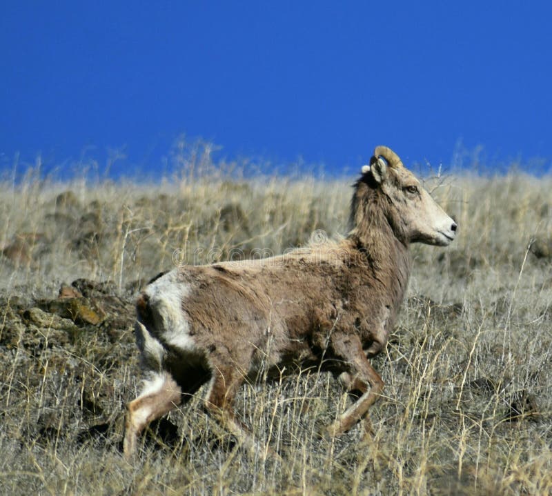 yakima bighorn