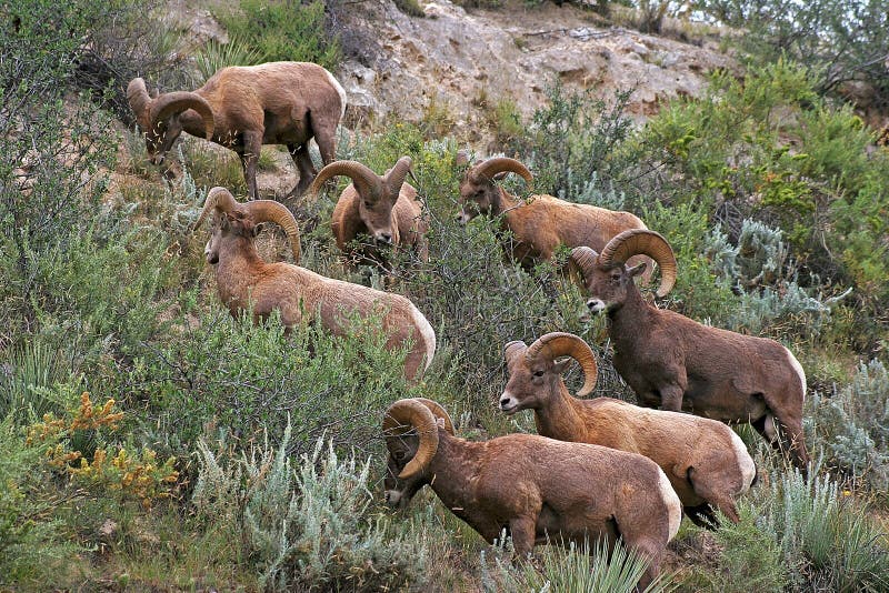 bighorn δύσκολα πρόβατα βουνών στοκ φωτογραφίες bighorn δύσκολα πρόβατα βουνών στοκ φωτογραφίες