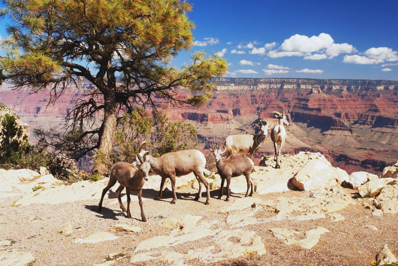 Bighorns in Grand Canyon royalty-vrije stock foto Bighorns in Grand Canyon royalty-vrije stock foto
