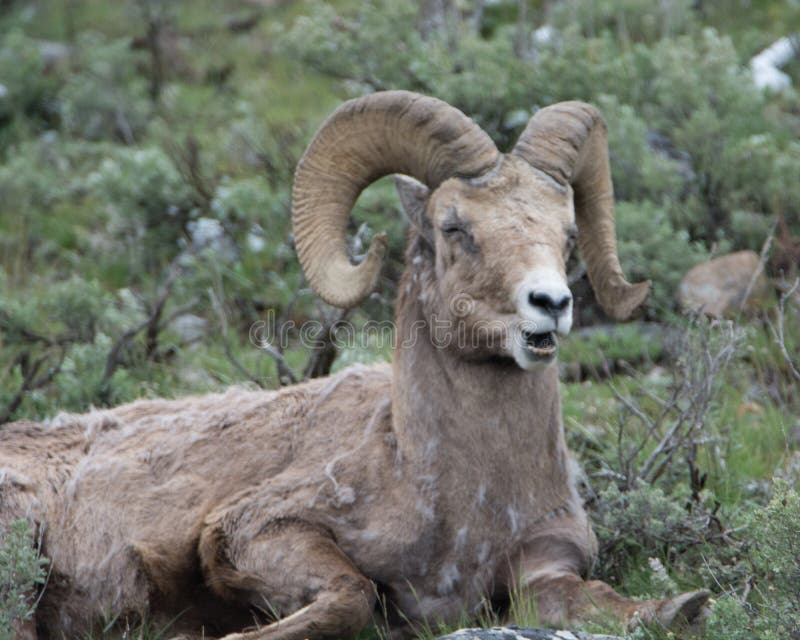 Bighornschapen die Grappig Gezicht in het Nationale Park van Yellowstone maken royalty-vrije stock fotografie Bighornschapen die Grappig Gezicht in het Nationale Park van Yellowstone maken royalty-vrije stock fotografie