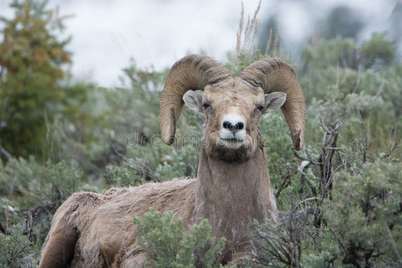Bighornschapen in het Nationale Park van Yellowstone royalty-vrije stock afbeeldingen Bighornschapen in het Nationale Park van Yellowstone royalty-vrije stock afbeeldingen