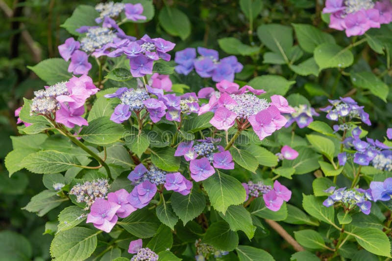 Bigleaf hydrangea hydrangea macrophylla mariesii profecta arbusto fotografia stock