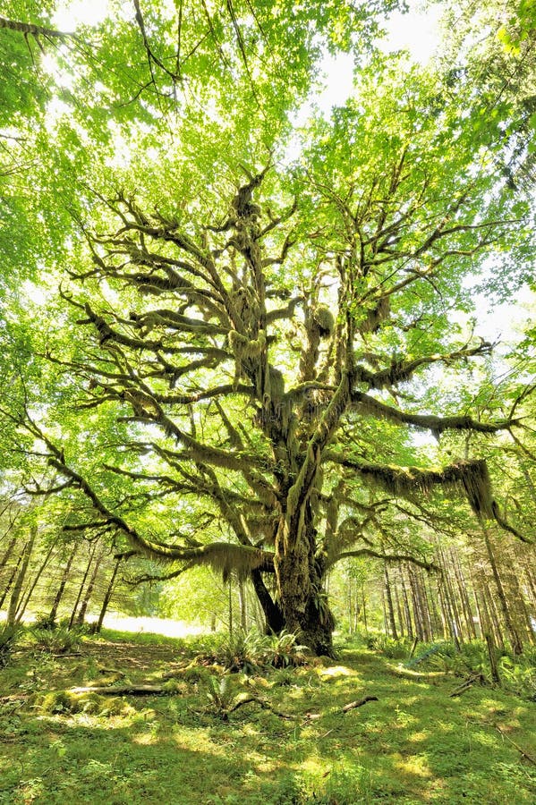 Bigleaf τροπικό δάσος σφενδάμνο& στοκ φωτογραφίες με δικαίωμα ελεύθερης χρήσης
