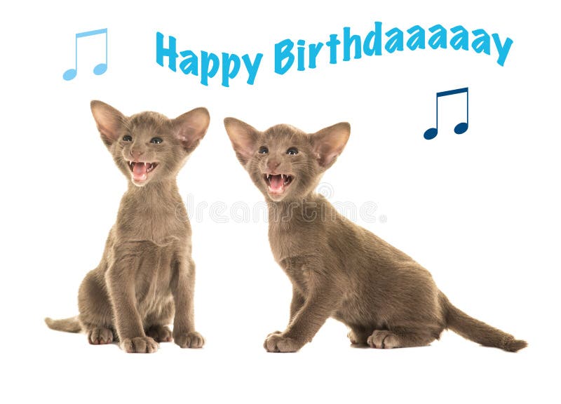 Biglietto Di Auguri Per Il Compleanno Con I Gatti Siamesi Del Bambino Che Cantano Buon Compleanno Foto Foto Stock Gratis E Royalty Free Da Dreamstime