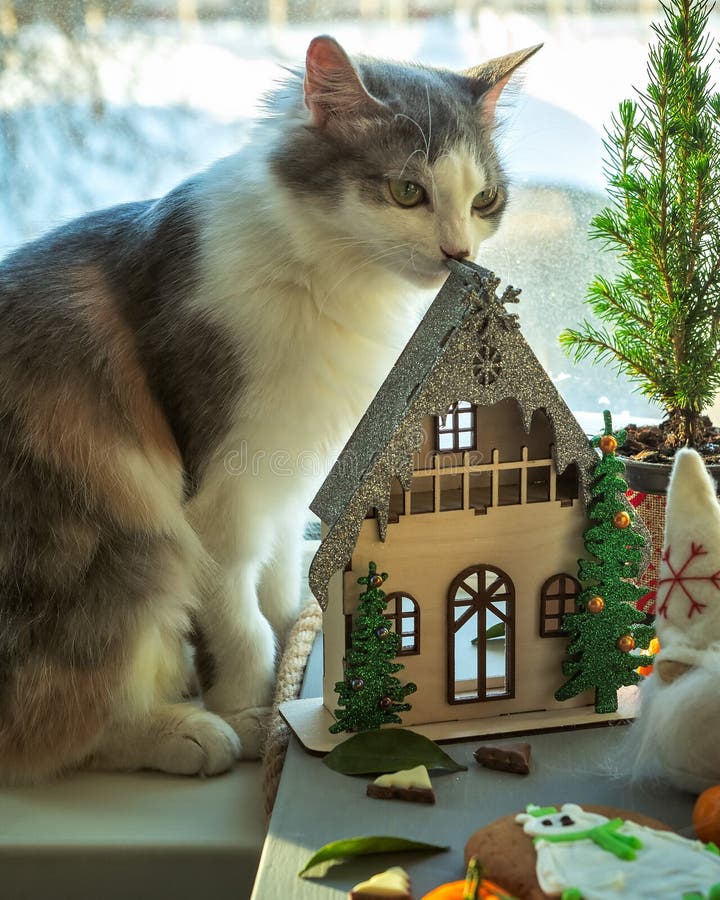 Biglietto di Natale con una bella casa e nani divertenti Il gatto gonfio annusa la casa con interesse fotografia stock Biglietto di Natale con una bella casa e nani divertenti Il gatto gonfio annusa la casa con interesse fotografia stock