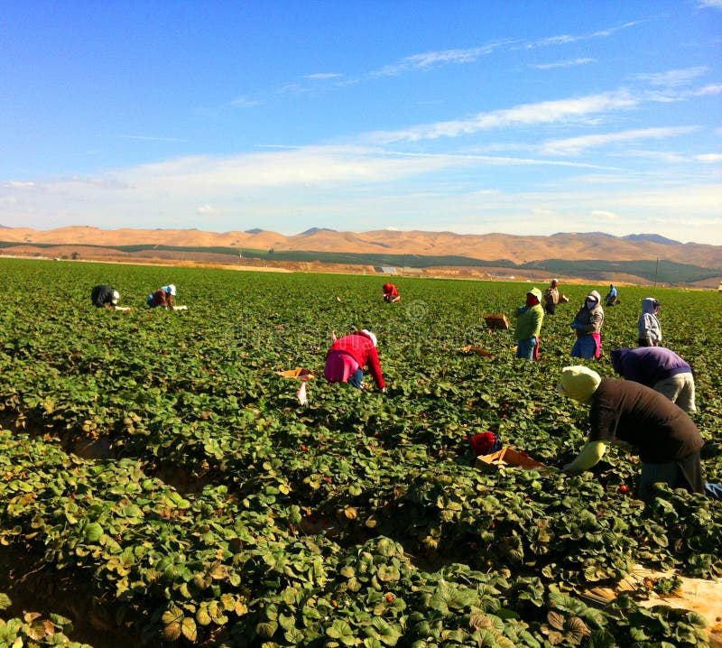 At an afternoon in California,USA.The workers were picking strawberries in the field.So hot and hard. At an afternoon in California,USA.The workers were picking strawberries in the field.So hot and hard.
