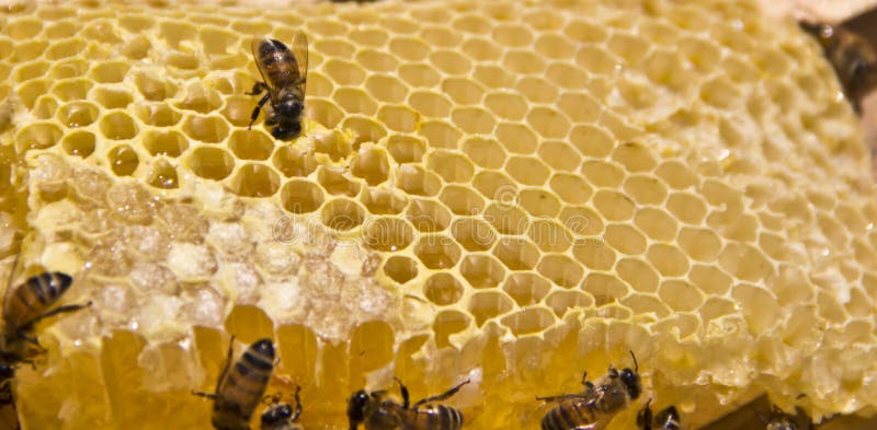 Bij en honing