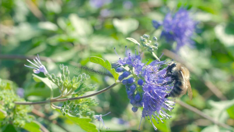 Bij het bestuiven bloem 4K