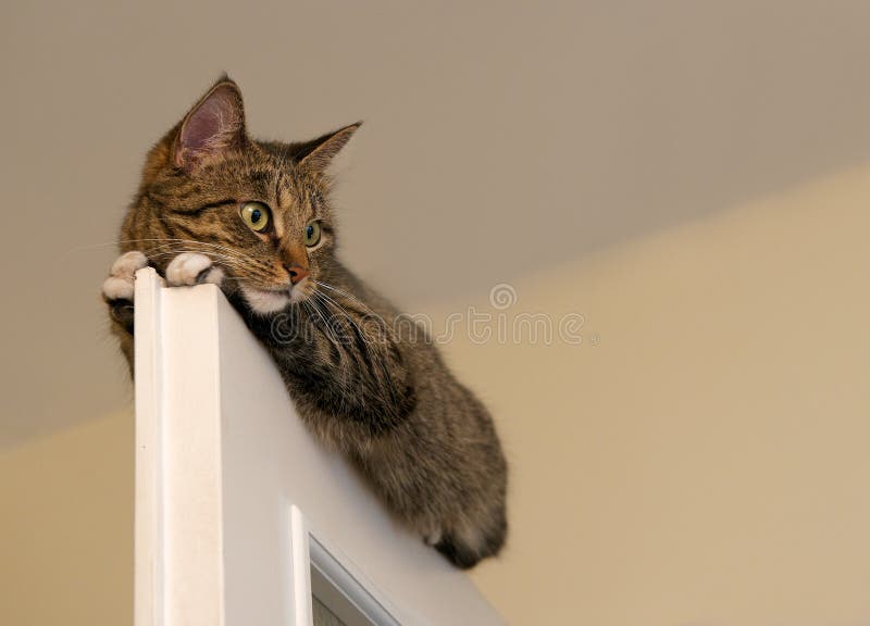 Bij, het rusten kat op de bovenkant van deur op onduidelijk beeld lichte achtergrond, leuke grappige kat dicht omhoog, kleine slap royalty-vrije stock afbeelding Bij, het rusten kat op de bovenkant van deur op onduidelijk beeld lichte achtergrond, leuke grappige kat dicht omhoog, kleine slap royalty-vrije stock afbeelding