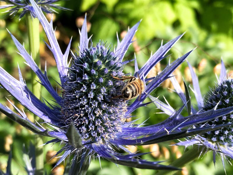 Bij op bloembij op distel stock fotografie Bij op bloembij op distel stock fotografie