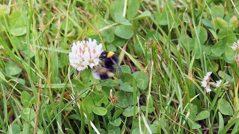 Bij op het werk aangaande bloem