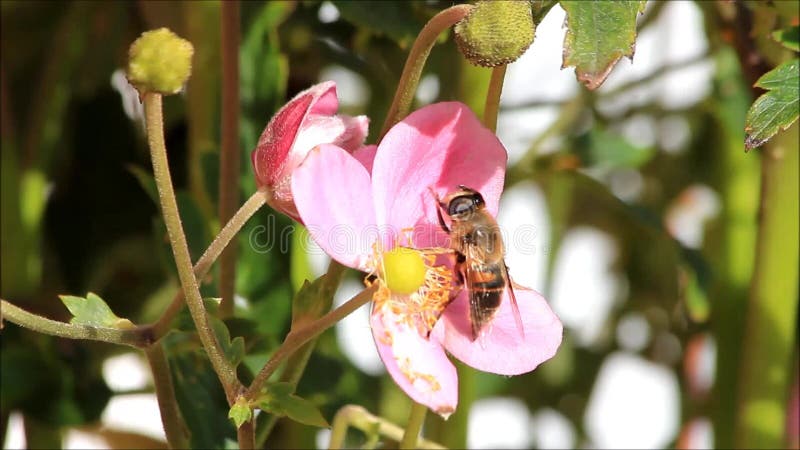 Bij op roze bloem