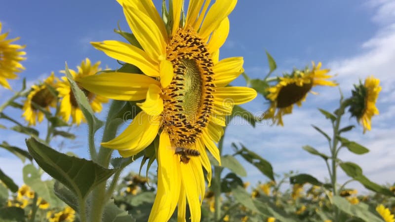 Bij op zonnebloem langzame motie