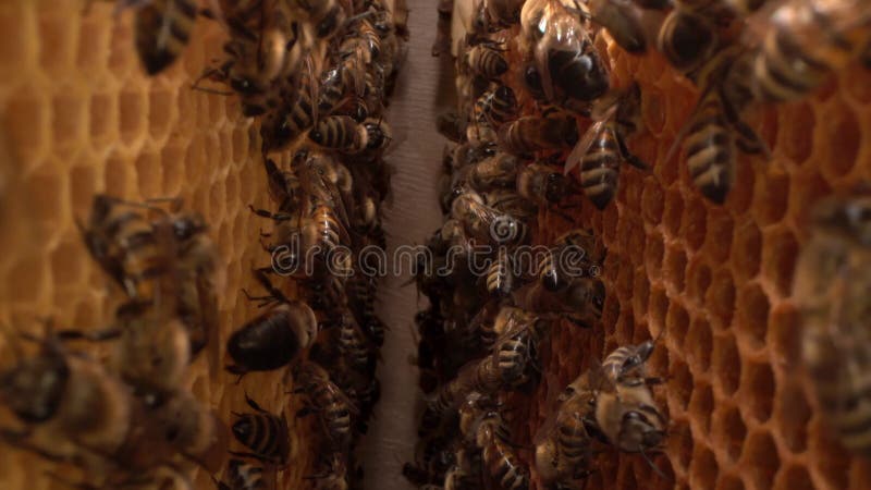 Bijenfamilie macro. in een bijenkorf. een honingraat sluit een honingbijenkolonie. biologische bijenteelt