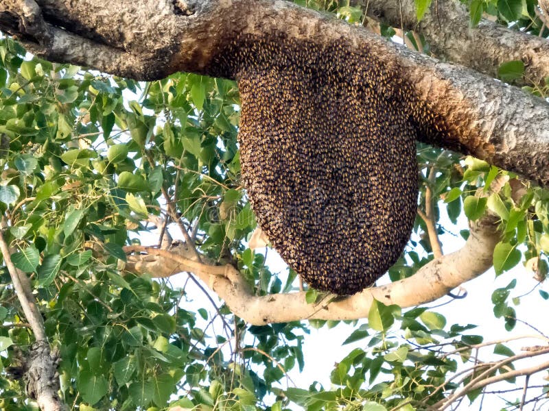 Bijenkorf op peepal boom, Bijenbijenkorf in zijn natuurlijke vorm royalty-vrije stock foto's Bijenkorf op peepal boom, Bijenbijenkorf in zijn natuurlijke vorm royalty-vrije stock foto's