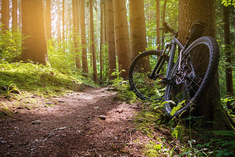 bike la prospettiva biking della montagna delle mani della foresta del fuoco del campo di profondità del ciclista poco profonda