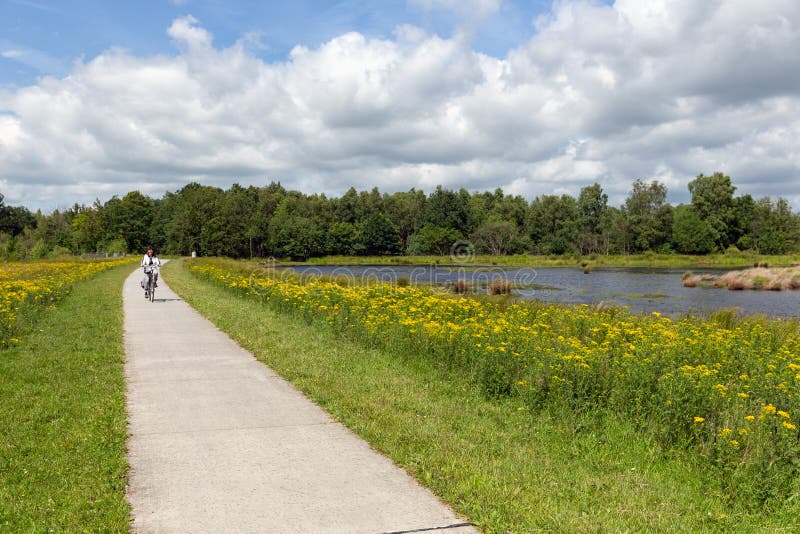 Biking woman in Dutch national park with forest and wetlands stock photos Biking woman in Dutch national park with forest and wetlands stock photos