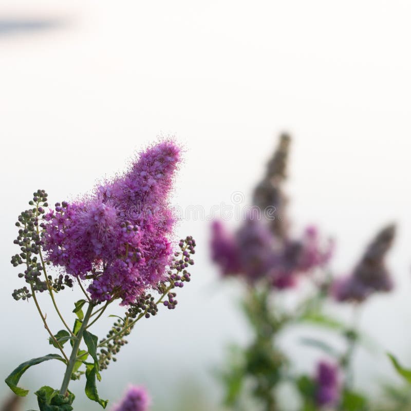 Bilarda Spirea kwitnienie kwitnie w ranku parku na jeziorze obraz royalty free Bilarda Spirea kwitnienie kwitnie w ranku parku na jeziorze obraz royalty free